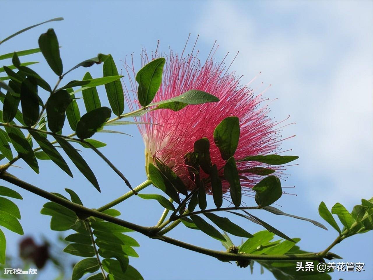 庭院十大吉祥之树图片(庭院种植十种吉祥树富贵自来)-图片10